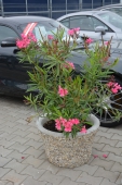 vymývaný květináč aneta