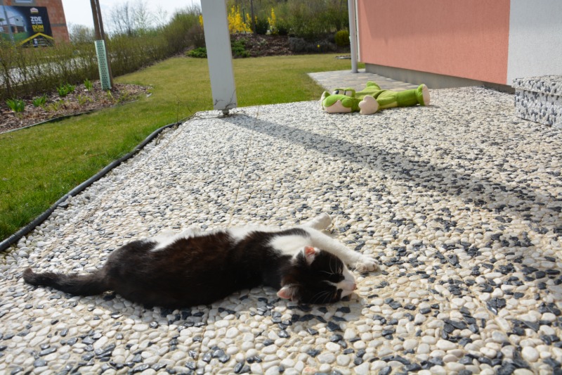 Vymývaná dlažba 50x50/6cm PLOŠNÁ